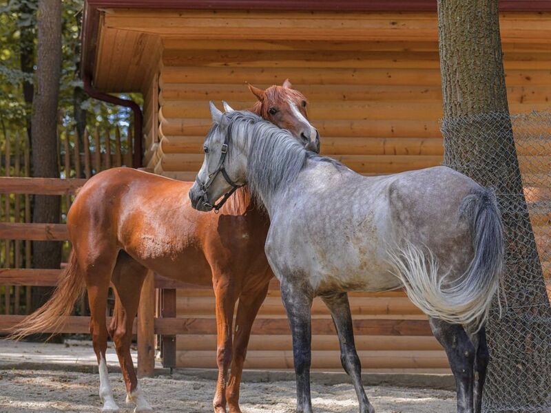 Maşukiye & Ormanya & Sapanca